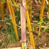 Phyllostachys aureosulcata Harbin inversa 2.jpg